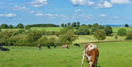 Cows in a field